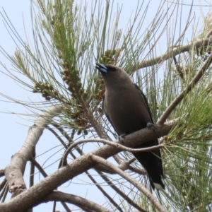 Artamus cyanopterus at Monash, ACT - 3 Nov 2021