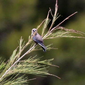 Artamus cyanopterus at Monash, ACT - 3 Nov 2021