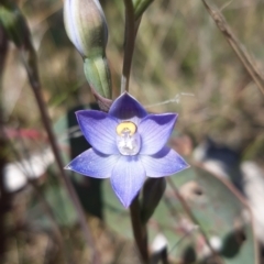 Thelymitra pauciflora (Slender Sun Orchid) at Throsby, ACT - 2 Nov 2021 by mlech