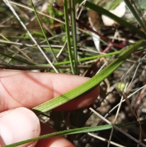 Thelymitra pauciflora at Throsby, ACT - suppressed