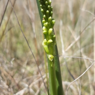 Microtis parviflora (Slender Onion Orchid) at Throsby, ACT - 2 Nov 2021 by mlech