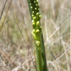 Microtis parviflora (Slender Onion Orchid) at Goorooyarroo NR (ACT) - 2 Nov 2021 by mlech
