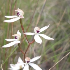 Caladenia cucullata (Lemon Caps) at Throsby, ACT - 3 Nov 2021 by mlech