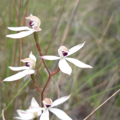 Caladenia cucullata (Lemon Caps) at Throsby, ACT - 3 Nov 2021 by mlech