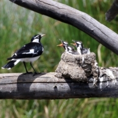 Grallina cyanoleuca (Magpie-lark) at Monash, ACT - 3 Nov 2021 by RodDeb