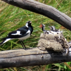 Grallina cyanoleuca at Monash, ACT - 3 Nov 2021 11:51 AM