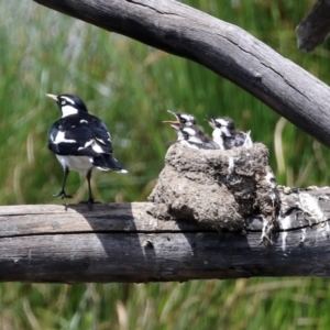 Grallina cyanoleuca at Monash, ACT - 3 Nov 2021