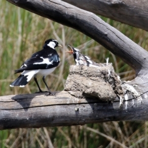 Grallina cyanoleuca at Monash, ACT - 3 Nov 2021