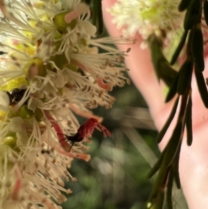 Pentatomidae (family) at Murrumbateman, NSW - 2 Nov 2021