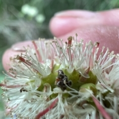 Pentatomidae (family) at Murrumbateman, NSW - 2 Nov 2021 05:27 PM