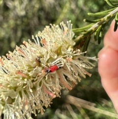 Pentatomidae (family) at Murrumbateman, NSW - 2 Nov 2021 05:27 PM