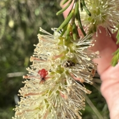 Pentatomidae (family) at Murrumbateman, NSW - 2 Nov 2021 05:27 PM