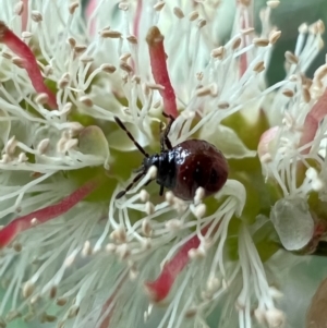 Pentatomidae (family) at Murrumbateman, NSW - 2 Nov 2021 05:27 PM