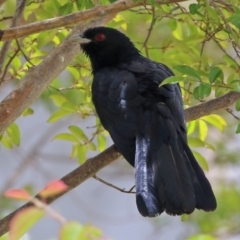 Eudynamys orientalis (Pacific Koel) at Isabella Pond - 3 Nov 2021 by RodDeb