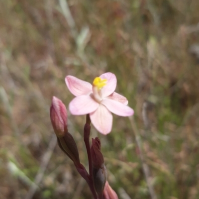 Thelymitra carnea (Tiny Sun Orchid) at Throsby, ACT - 3 Nov 2021 by mlech