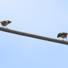 Pardalotus punctatus at Monash, ACT - 3 Nov 2021