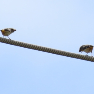 Pardalotus punctatus at Monash, ACT - 3 Nov 2021