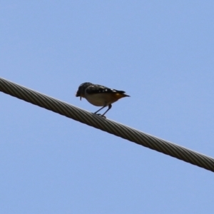 Pardalotus punctatus at Monash, ACT - 3 Nov 2021