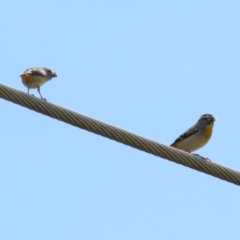 Pardalotus punctatus at Monash, ACT - 3 Nov 2021