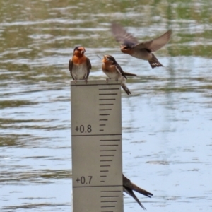 Hirundo neoxena at Monash, ACT - 3 Nov 2021