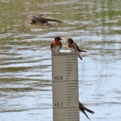 Hirundo neoxena at Monash, ACT - 3 Nov 2021