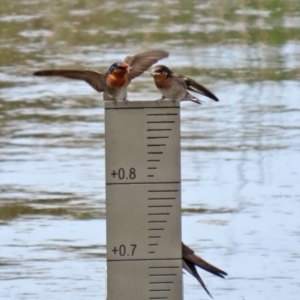 Hirundo neoxena at Monash, ACT - 3 Nov 2021 12:52 PM