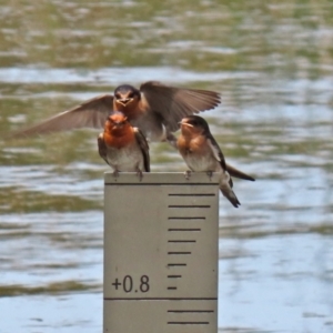 Hirundo neoxena at Monash, ACT - 3 Nov 2021 12:52 PM