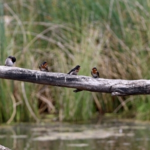 Hirundo neoxena at Monash, ACT - 3 Nov 2021 12:52 PM