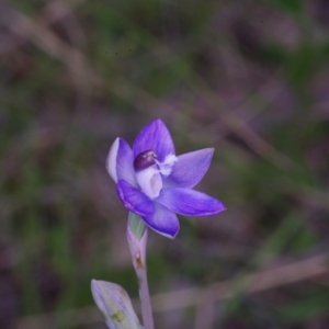 Thelymitra sp. aff. cyanapicata at Throsby, ACT - 3 Nov 2021