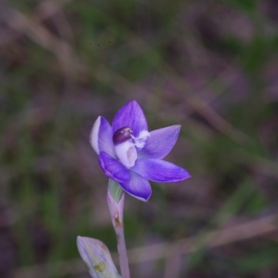 Thelymitra sp. aff. cyanapicata (Blue Top Sun-orchid) at Throsby, ACT - 3 Nov 2021 by mlech