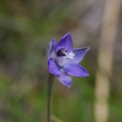 Thelymitra sp. aff. cyanapicata at Throsby, ACT - 3 Nov 2021