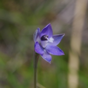 Thelymitra sp. aff. cyanapicata at Throsby, ACT - 3 Nov 2021