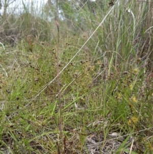 Thelymitra sp. aff. cyanapicata at Throsby, ACT - 3 Nov 2021