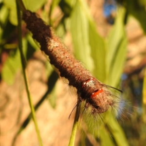 Pinara (genus) at Kambah, ACT - 2 Nov 2021