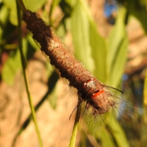 Pinara (genus) at Kambah, ACT - suppressed