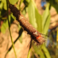 Pinara (genus) (Snout moth) at Kambah, ACT - 1 Nov 2021 by HelenCross
