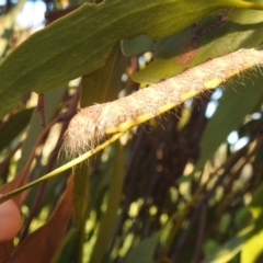 Pinara (genus) at Kambah, ACT - 2 Nov 2021