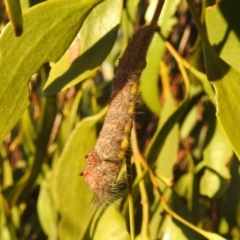 Pinara (genus) at Kambah, ACT - suppressed