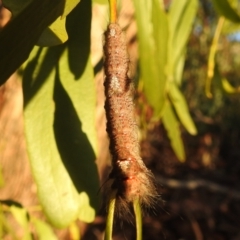 Pinara (genus) at Kambah, ACT - 2 Nov 2021