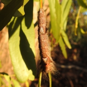 Pinara (genus) at Kambah, ACT - suppressed