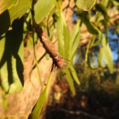 Pinara (genus) at Kambah, ACT - suppressed