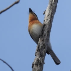 Myiagra rubecula at Stromlo, ACT - 3 Nov 2021