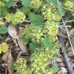 Hydrocotyle laxiflora (Stinking Pennywort) at Black Mountain - 3 Nov 2021 by dgb900