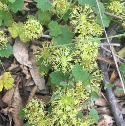 Hydrocotyle laxiflora (Stinking Pennywort) at Black Mountain - 3 Nov 2021 by dgb900