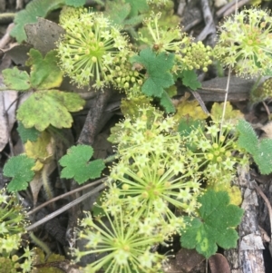 Hydrocotyle laxiflora at Molonglo Valley, ACT - 3 Nov 2021