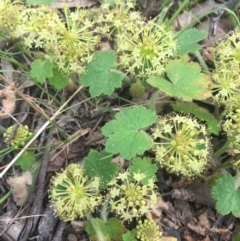 Hydrocotyle laxiflora at Molonglo Valley, ACT - 3 Nov 2021 12:54 PM