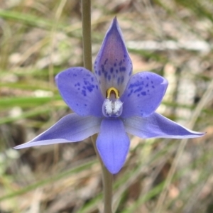 Thelymitra simulata at Acton, ACT - suppressed