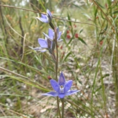 Thelymitra simulata at Acton, ACT - suppressed