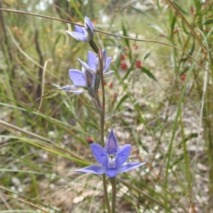 Thelymitra simulata at Acton, ACT - 3 Nov 2021