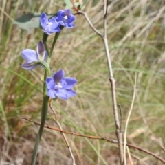 Thelymitra simulata at Acton, ACT - suppressed